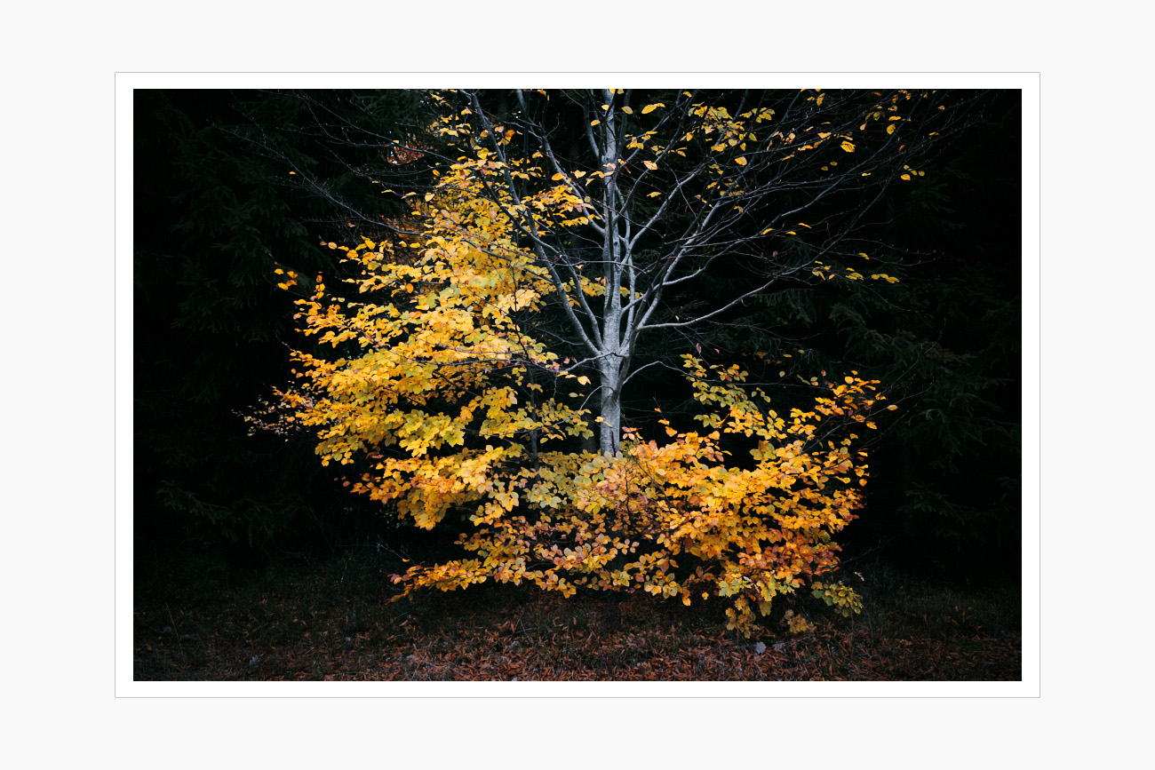 Max Schiefele Alle Bilder DSC00034 Kopie